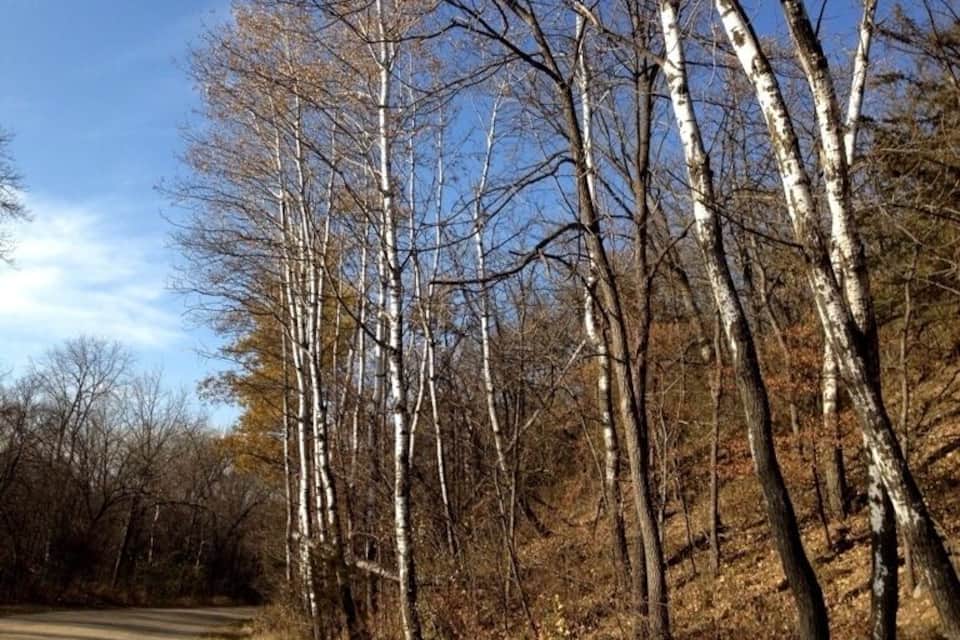 A forest with tall birch trees and a dirt road.