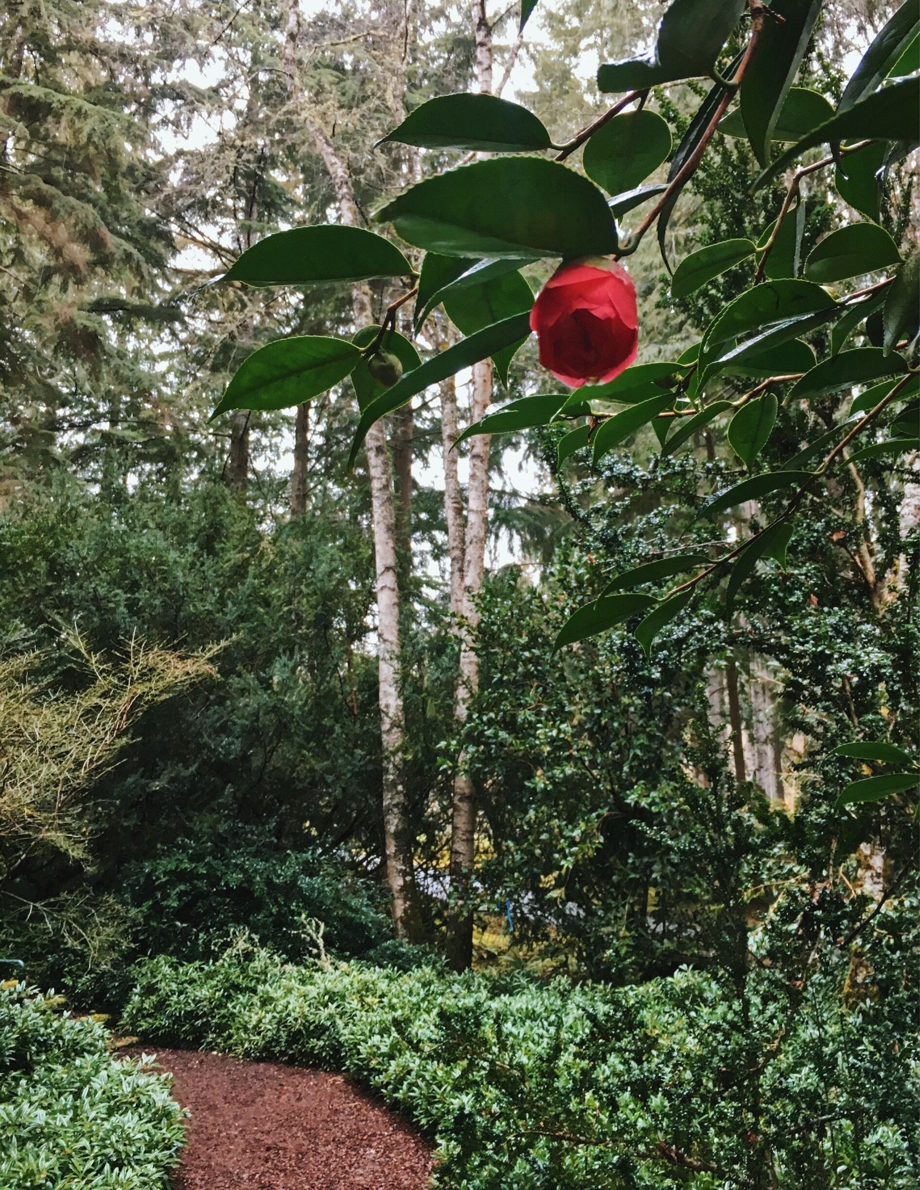 Spring is just around the corner at Bloedel Reserve. #pnw #weekendgetaway #green