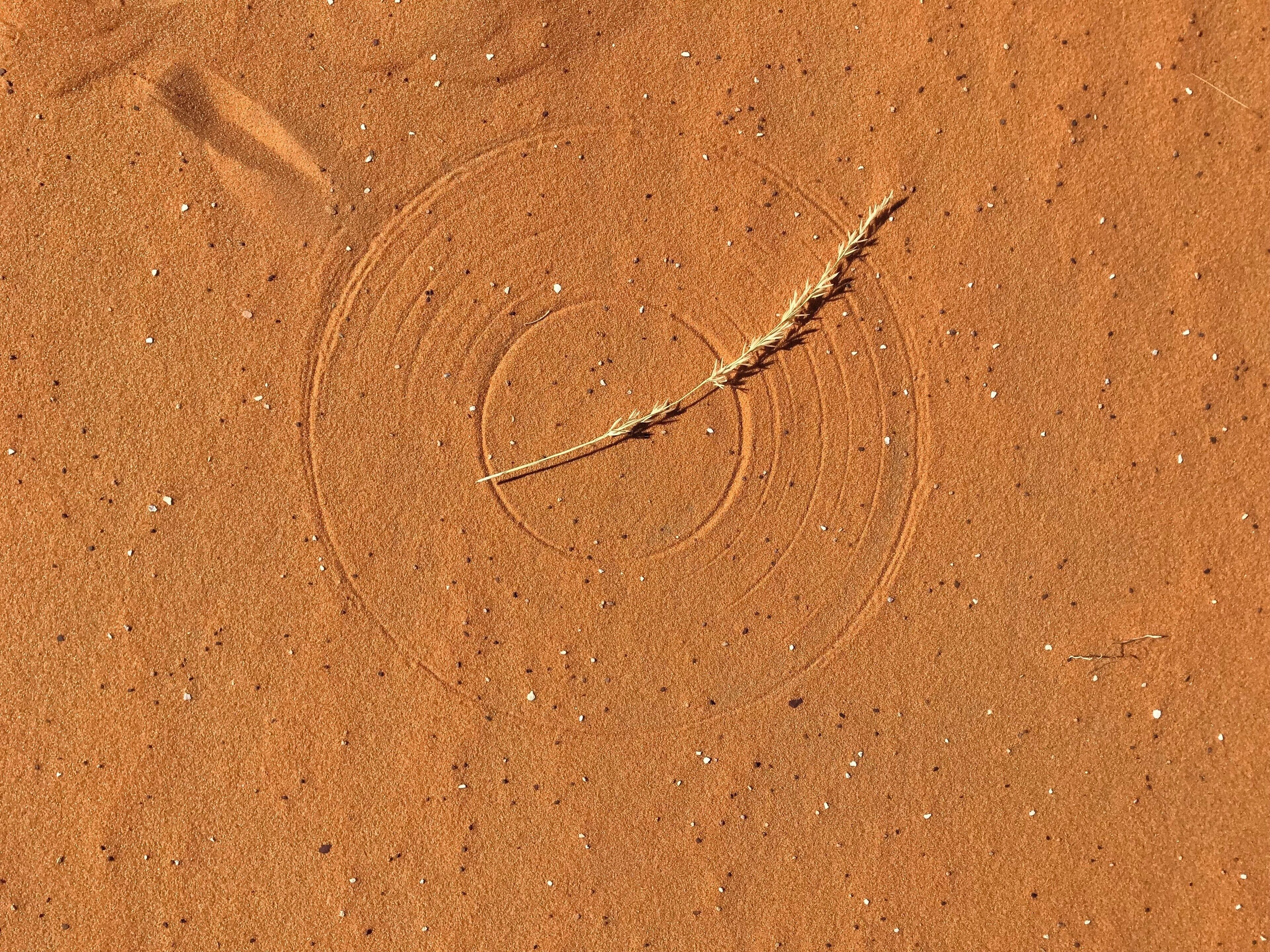 Nature and his secret!!! while walking, we were amazing by this perfect circle shape!  we could it see it everywhere in different size. we were wondering what was this?? and walking a little further, we saw this and we were even more surprised!!! this little twig was doing it with the help of the...  wind!!! making this perfect circle :-)  #lifeatExpedia