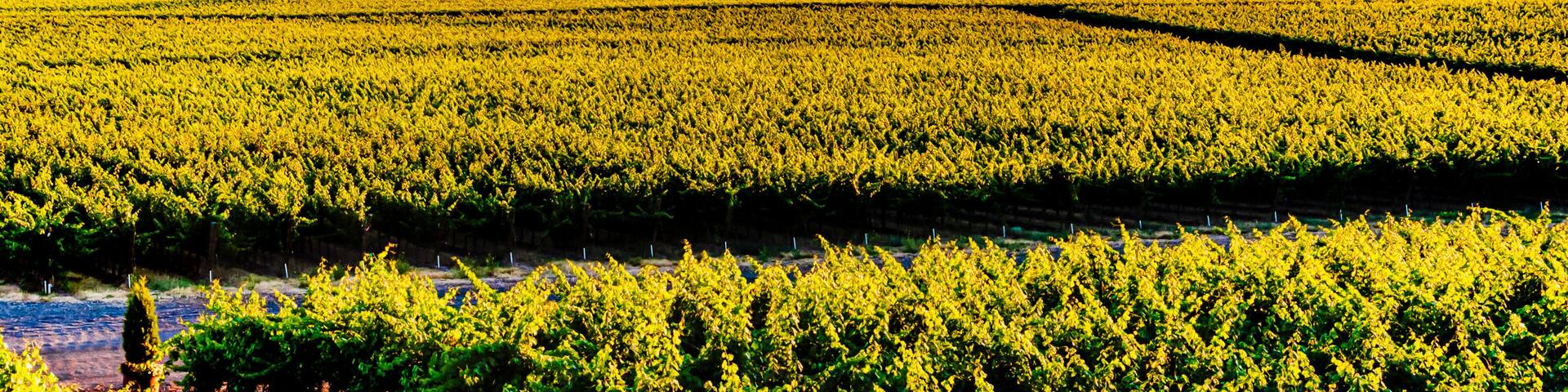 USA, Washington State, Yakima Valley. Dusk on the Red Mountain vineyards with the Horse Heaven Hills in the background.