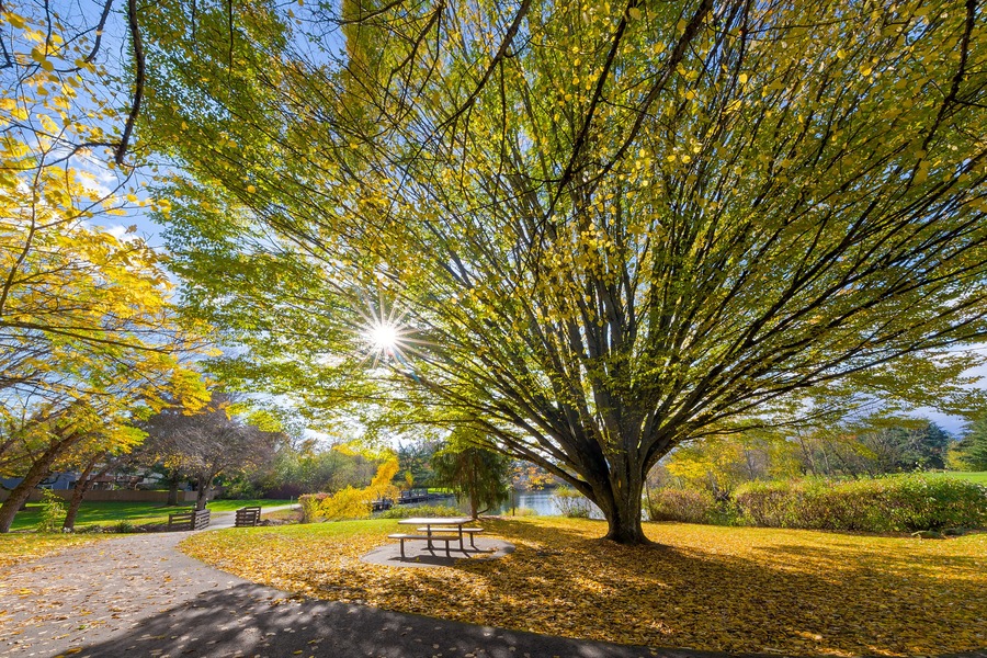A park with a large tree, a bench, and a path covered with fallen leaves.
