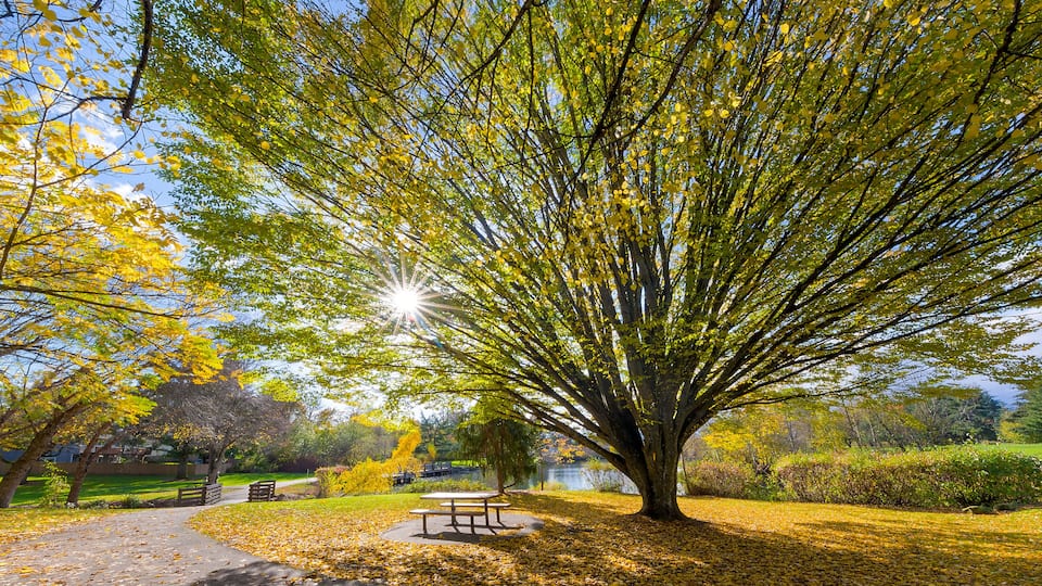 Un parque con un árbol grande, un banco y un sendero cubierto de hojas secas.