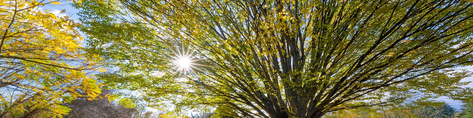 Un parque con un árbol grande, un banco y un sendero cubierto de hojas secas.