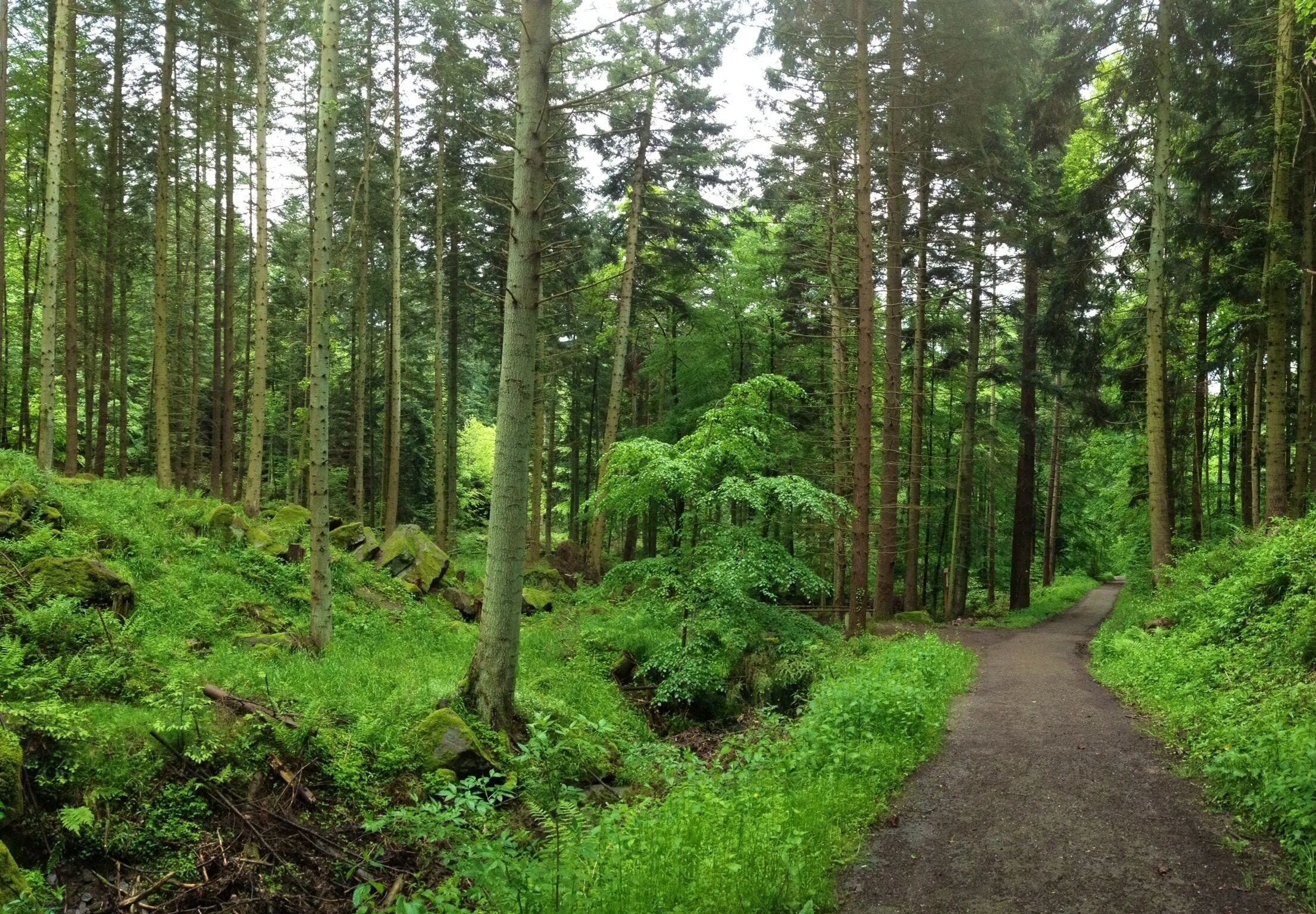 A forested path surrounded by tall trees and lush green undergrowth.