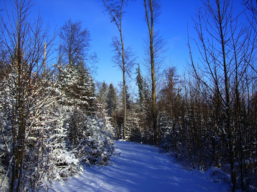 En snötäckt skogsstig med höga träd och en klar, blå himmel.