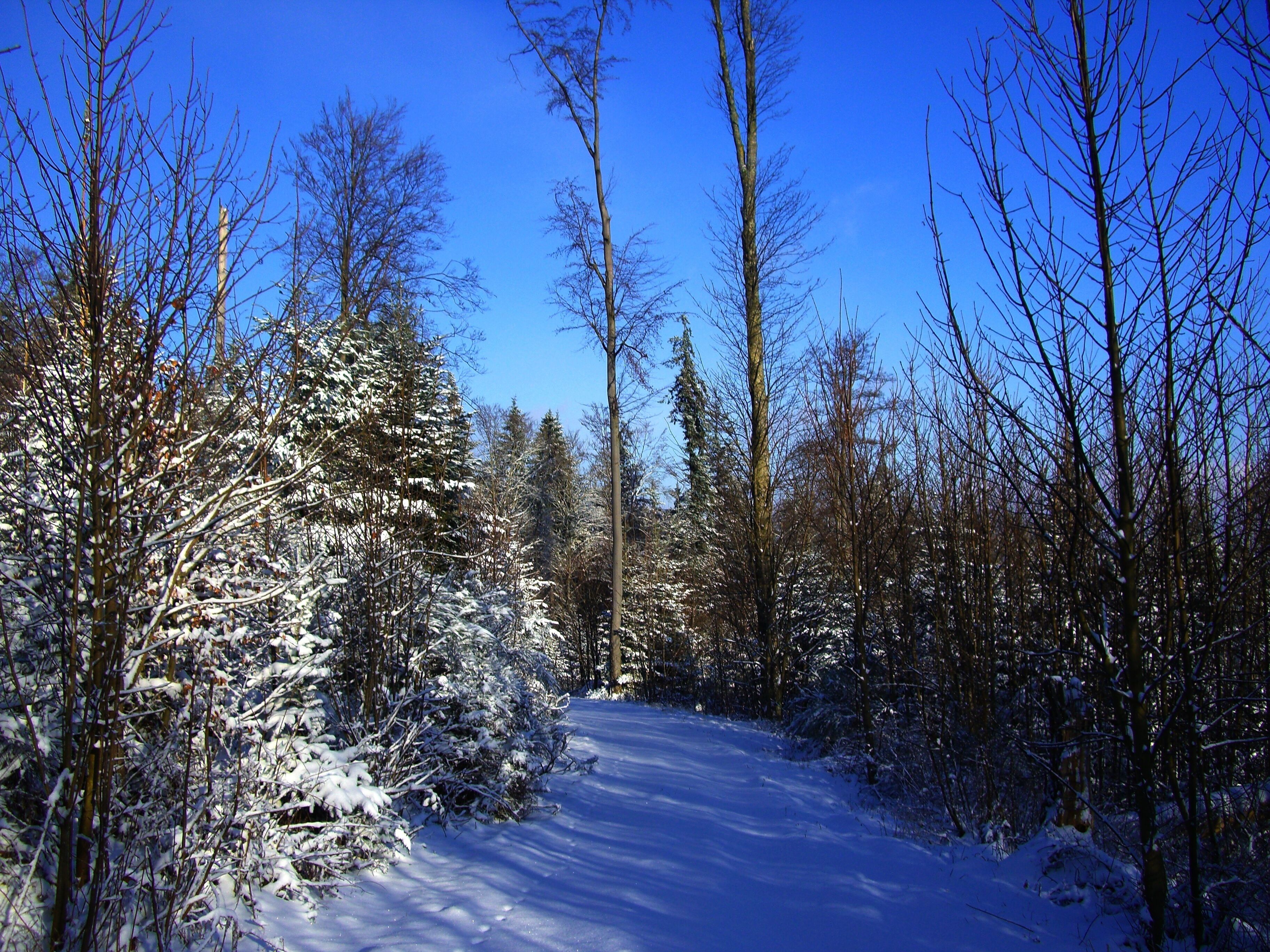 A snow-covered forest path with tall trees and a clear blue sky.