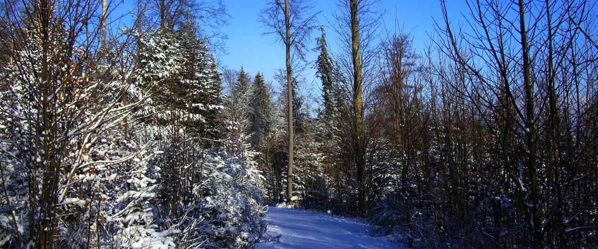 A snow-covered forest path with tall trees and a clear blue sky.