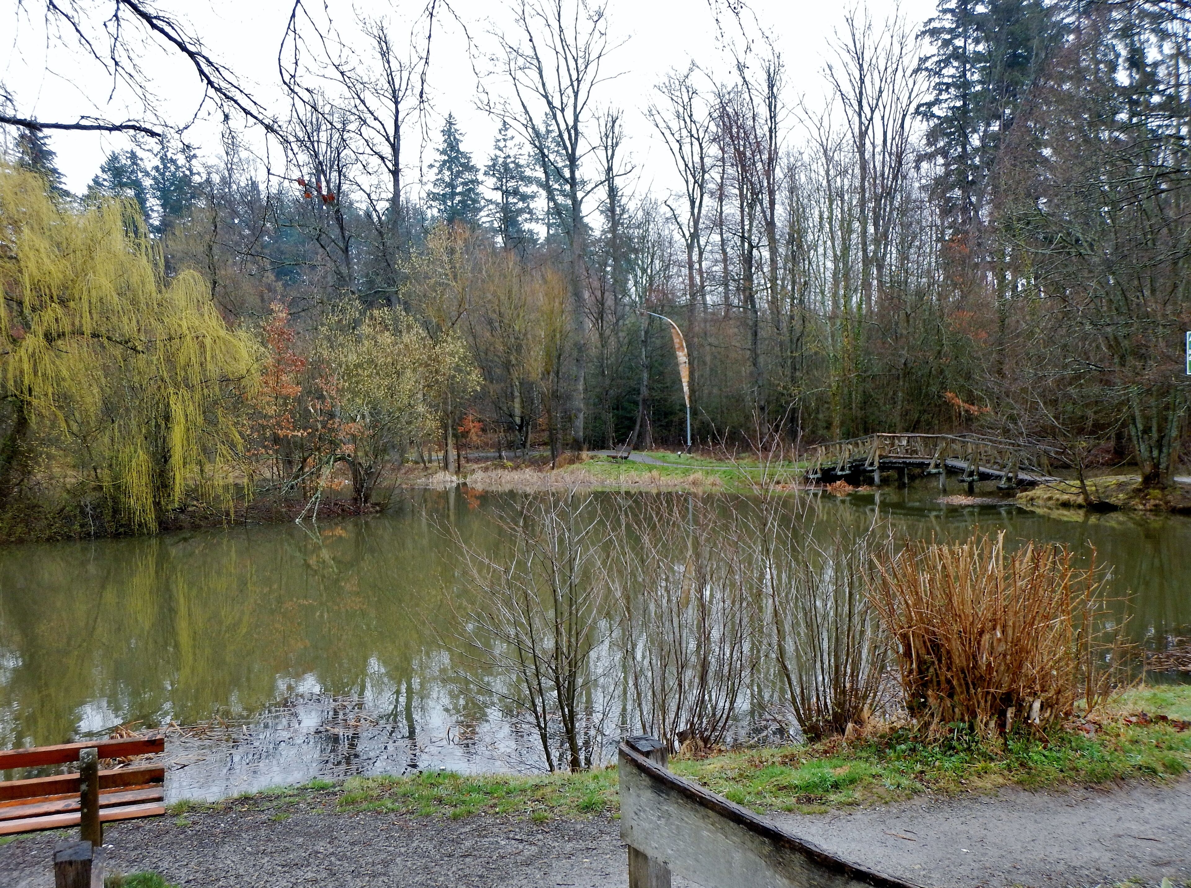 A pond surrounded by trees and a wooden bridge.