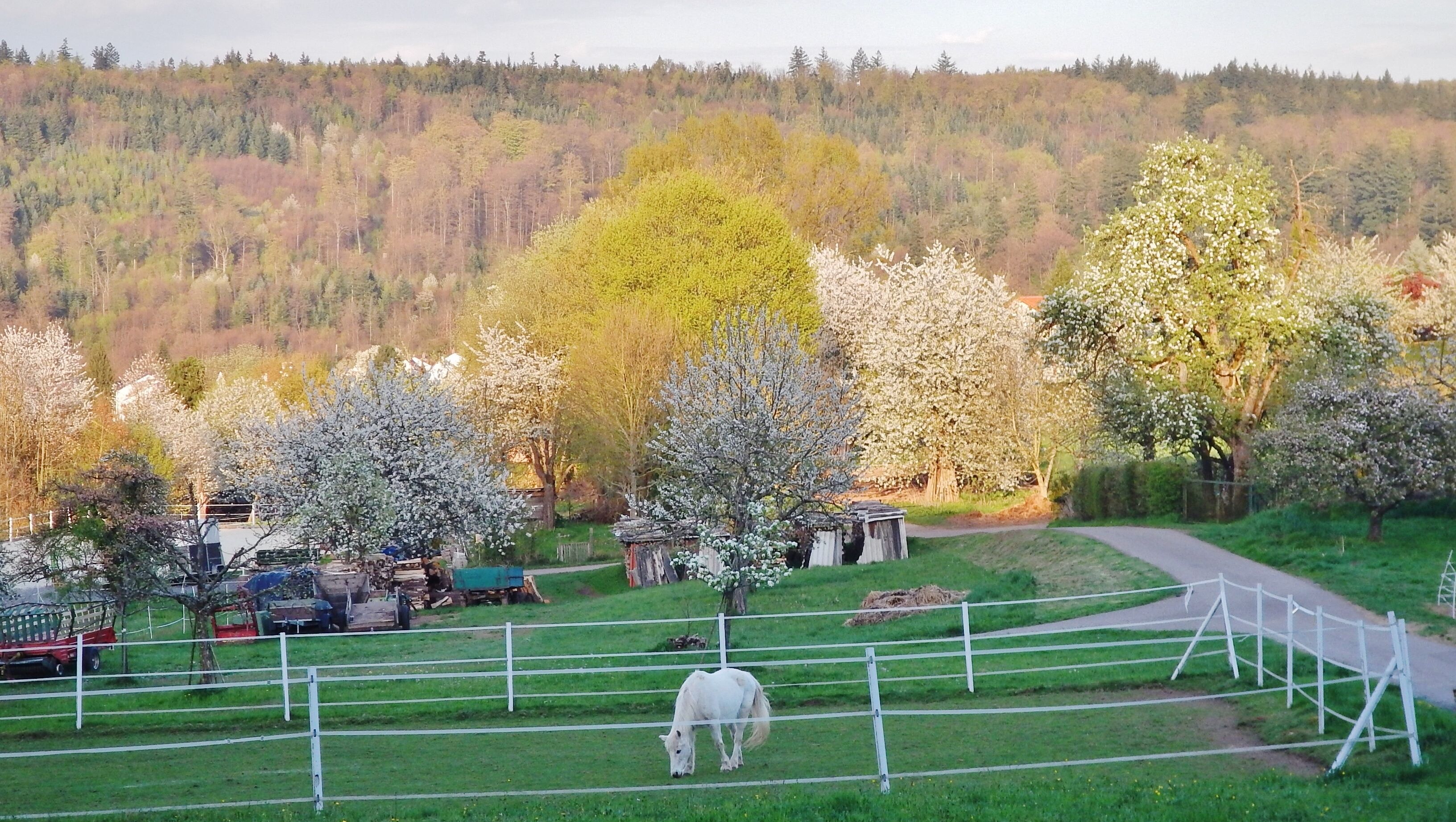 A white horse grazing in a fenced pasture with blooming trees and a forested hill in the background.