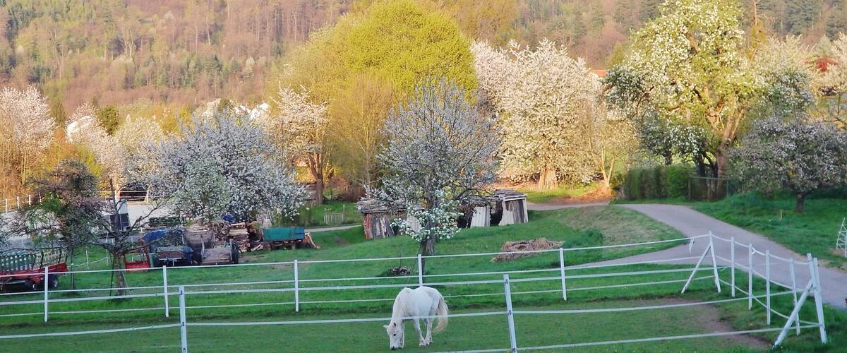 A white horse grazing in a fenced pasture with blooming trees and a forested hill in the background.