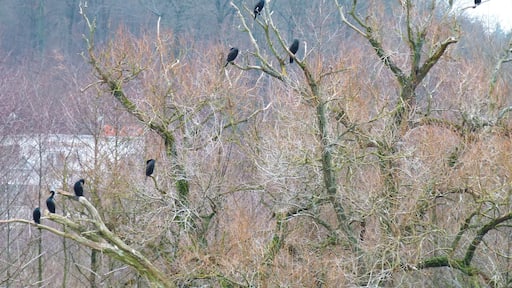 Cormorants