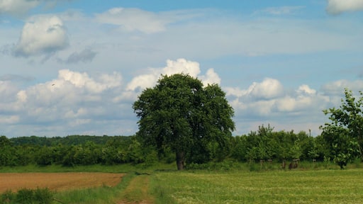 Schmusebacke im Gras