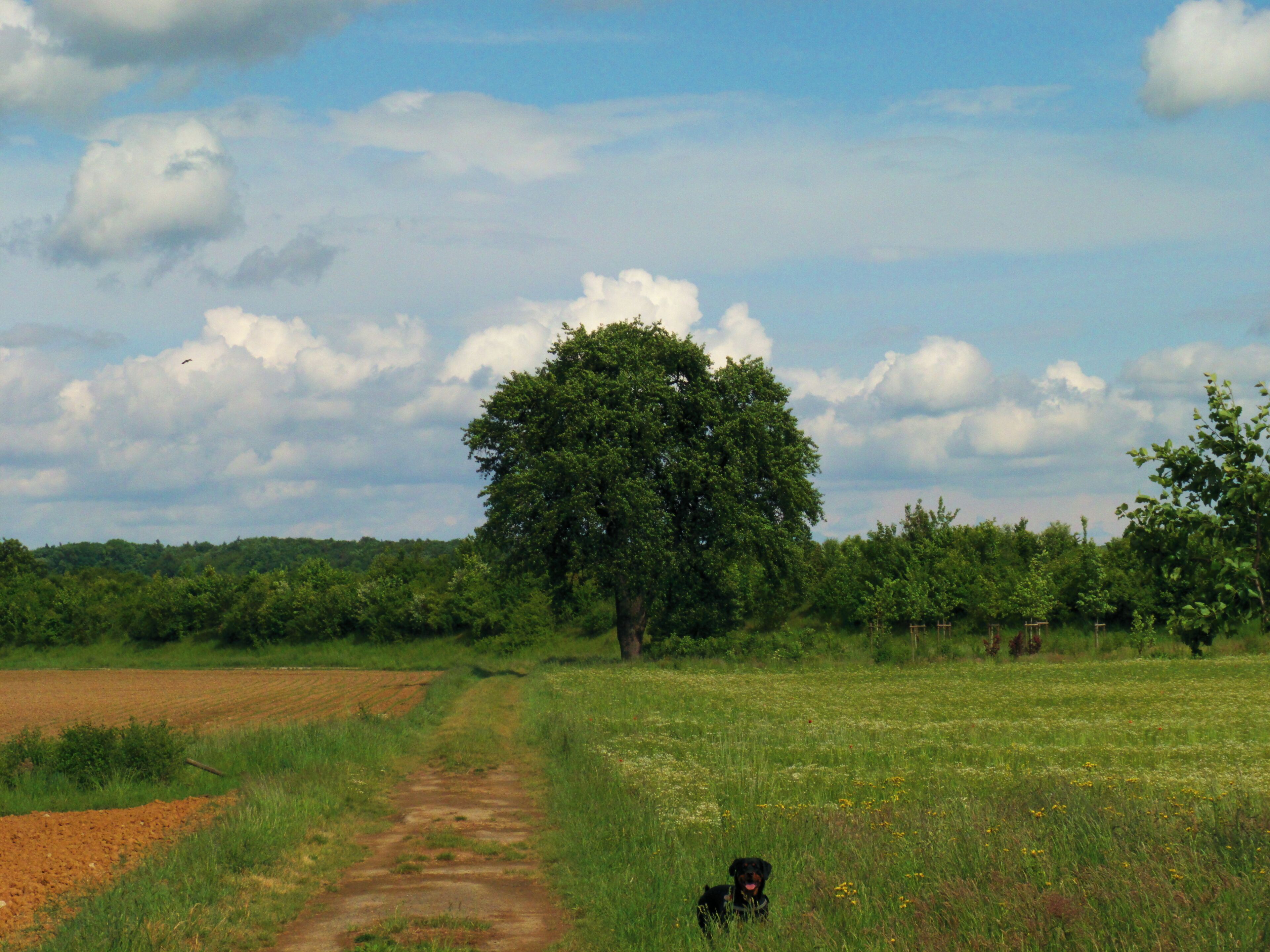 A rural landscape with a dirt path, a large tree, and fields.