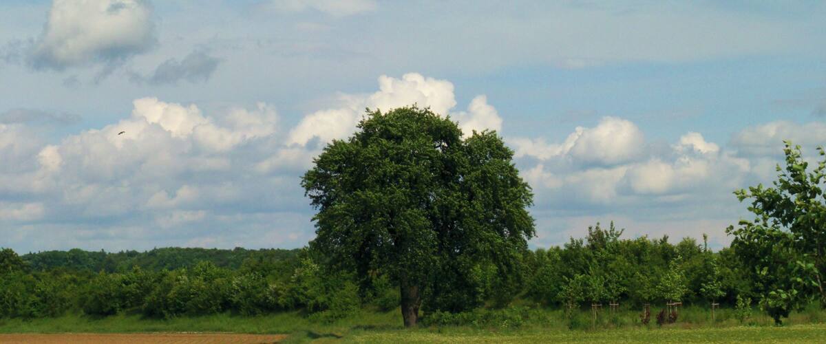A rural landscape with a dirt path, a large tree, and fields.