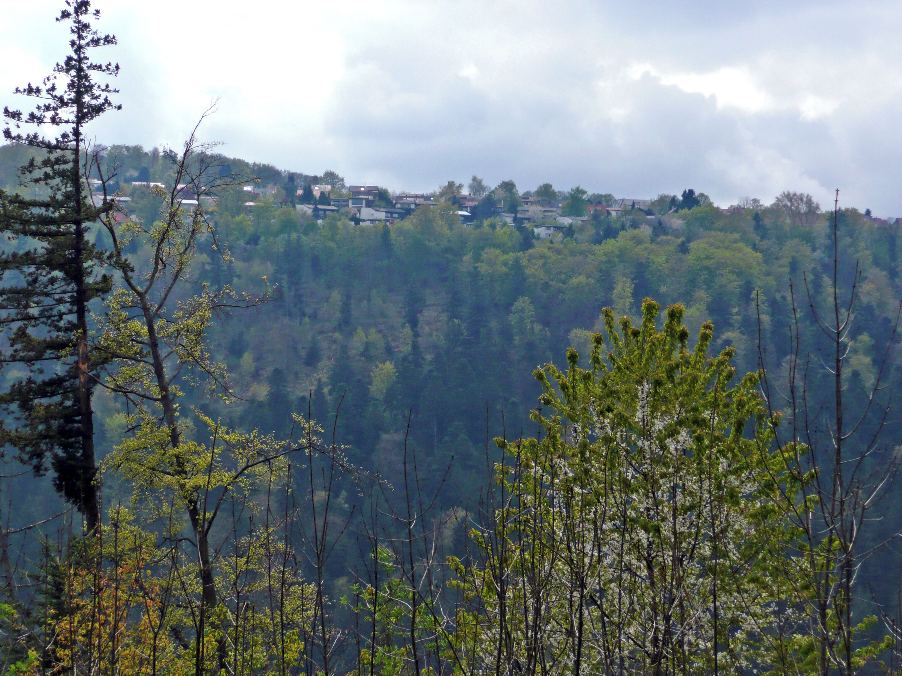 Blick über das Nagoldtal Richtung Grünbach