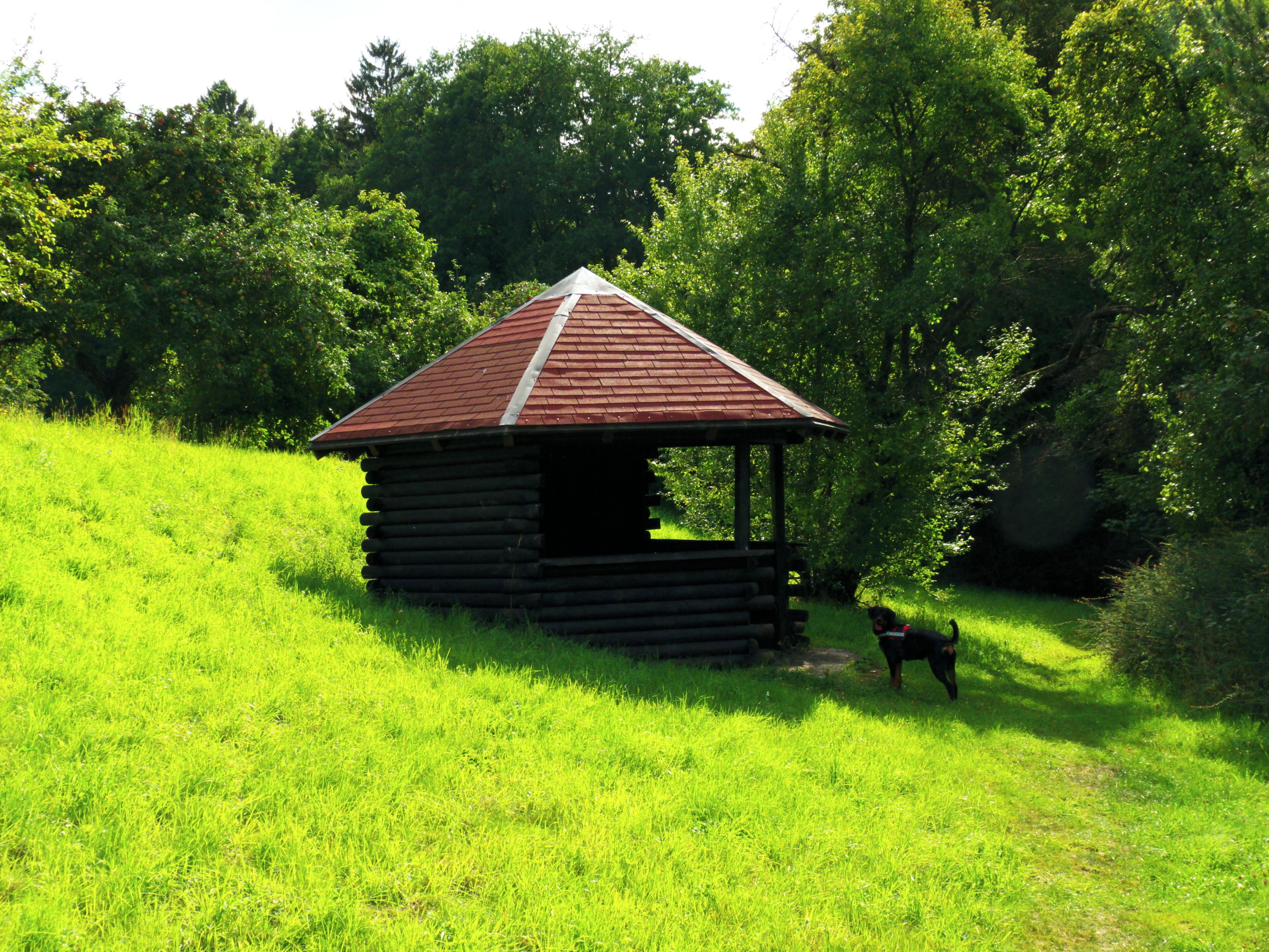 Hut And Dog