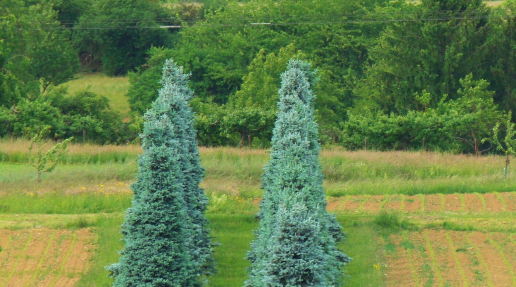 Blue Spruce
