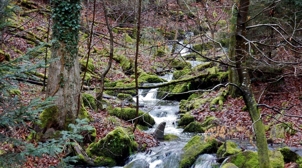 Schwarzwald-Schwäbische-Alb-Allgäu-Weg (HW 5): Zufluss zur Würm