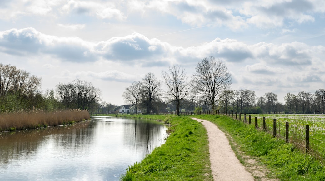Pollard willows and grassland meadow in the sun at the bank of the river Kromme Rijn in Utrecht, The Netherlands