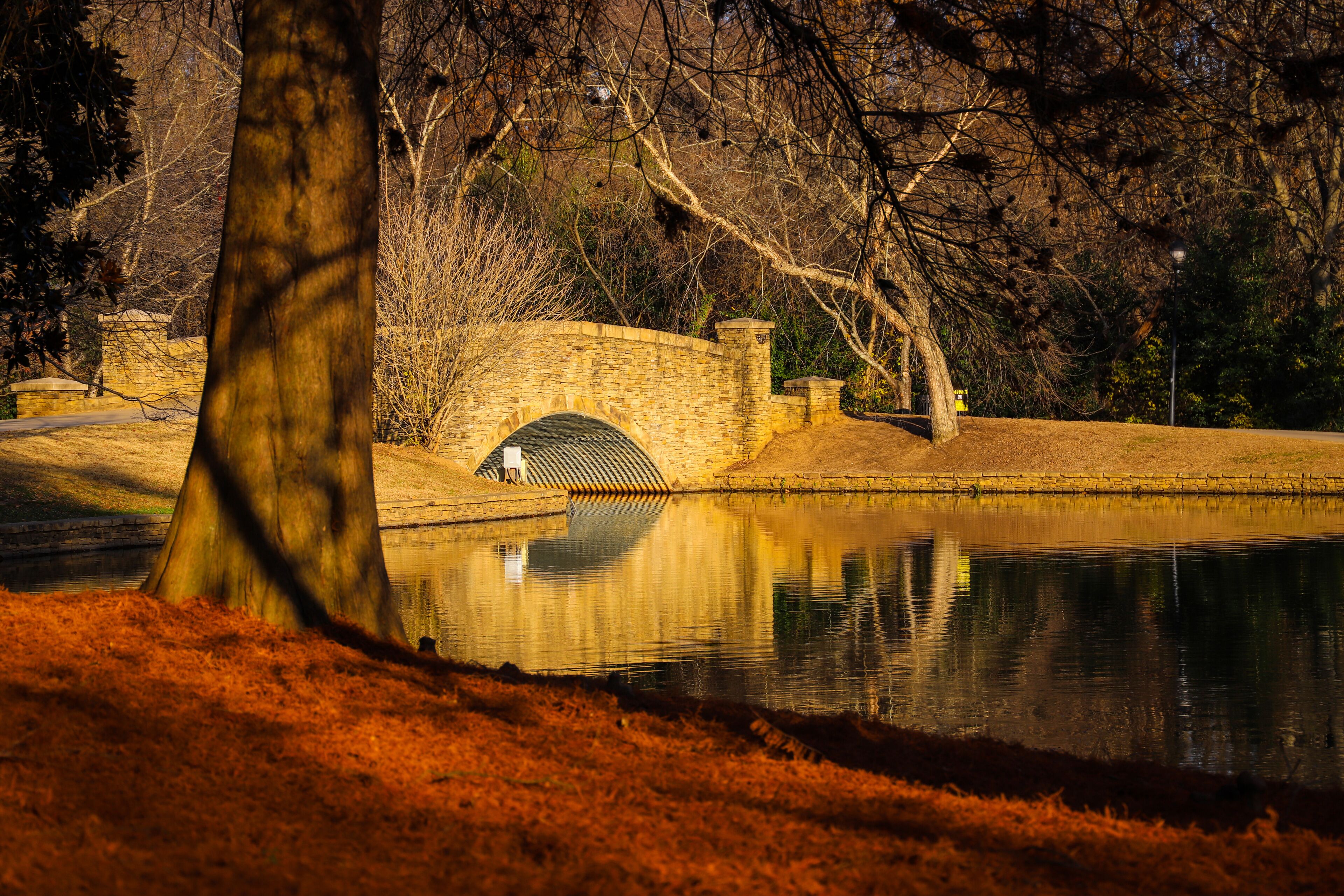 a gorgeous shot of a still lake in the park with beautiful autumn colored trees, a cobble stone bridge over the lake and hillside covered with red pine needles at Freedom Park in Charlotte	