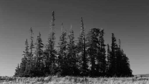 Beautiful pine forest in Central Utah. Located at the top of the mountain peaks.
#Trovember #trovember #trover