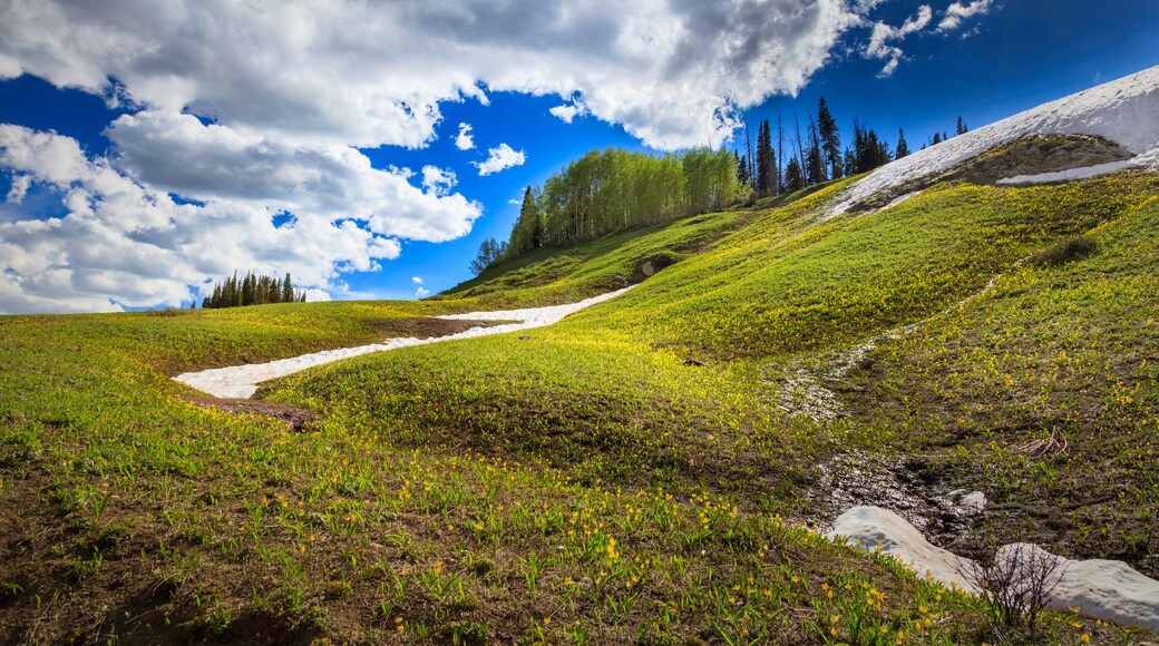 Mountain Wildflowers, Snow Drifts and Quaking Aspens.