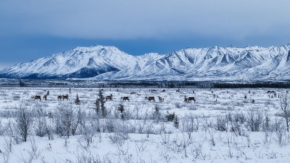 Herd of caribou in the snow on a cold winter day near Delta Junction, Alaska.