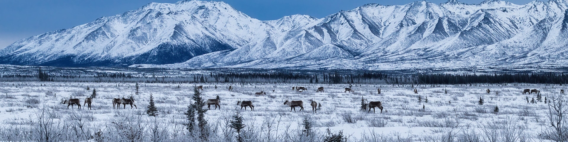 Herd of caribou in the snow on a cold winter day near Delta Junction, Alaska.