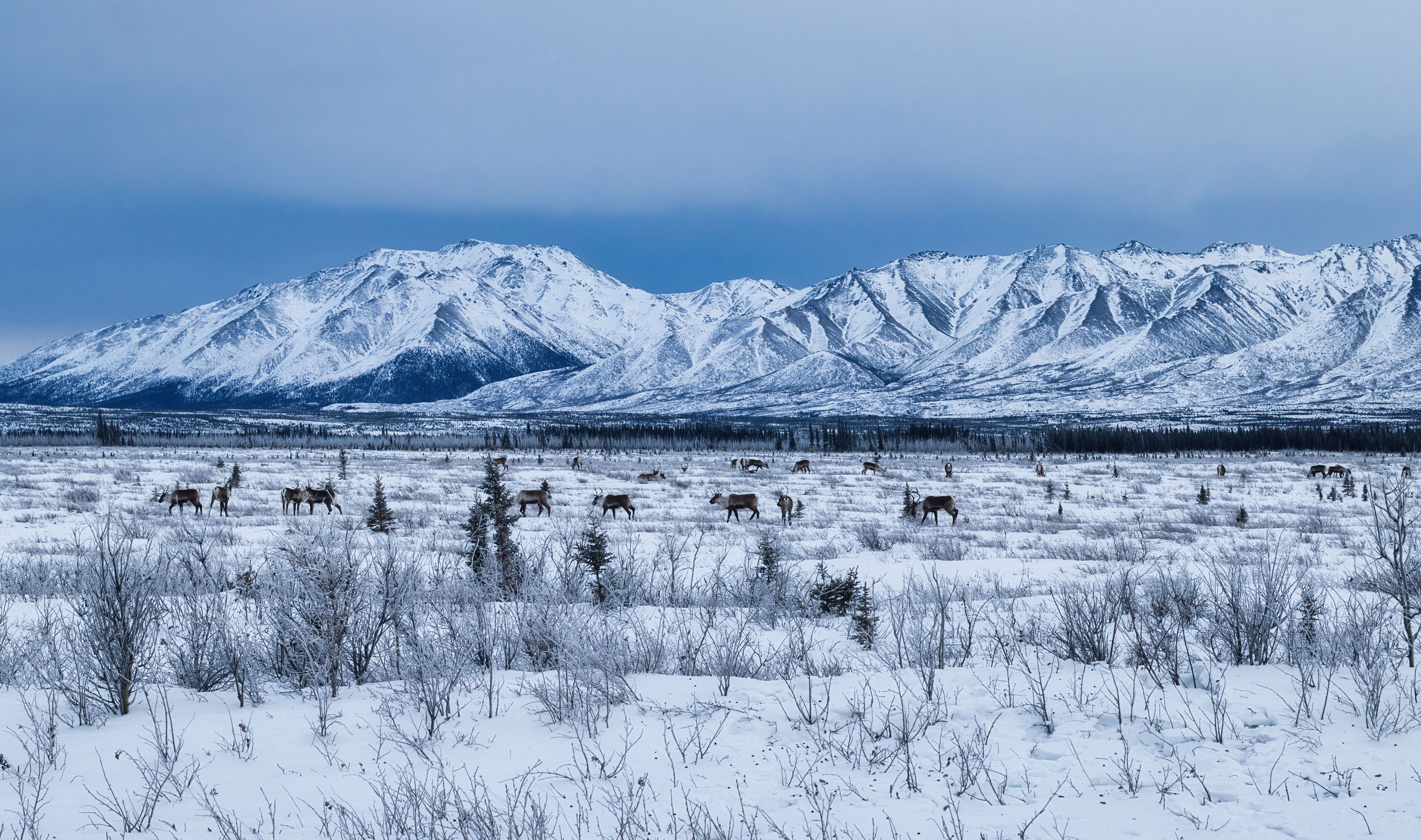 Herd of caribou in the snow on a cold winter day near Delta Junction, Alaska.