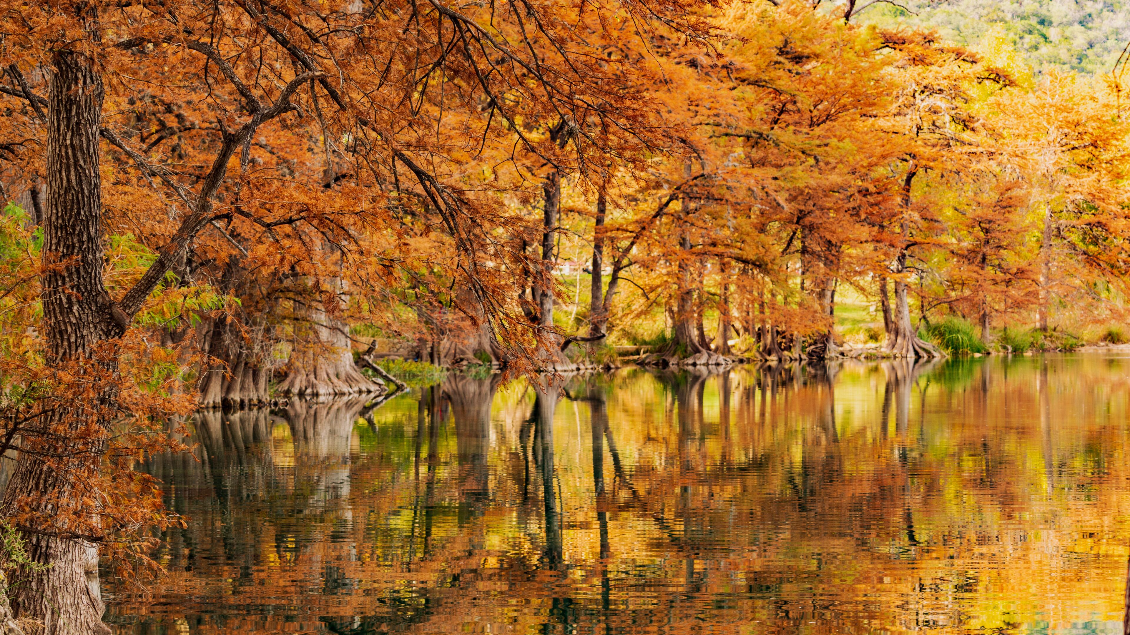 autumn in the forest