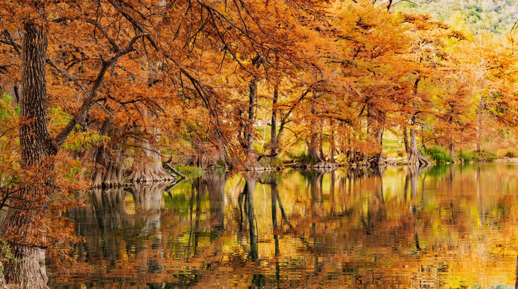 autumn in the forest