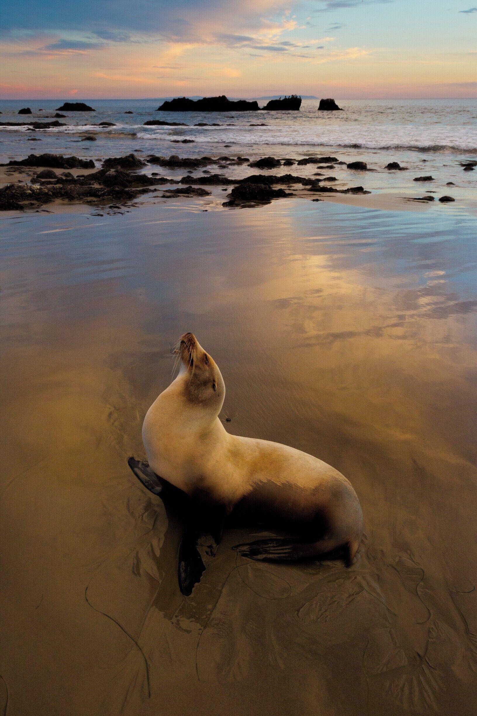 Shooting the sunset in Malibu is always a fulfilling experience, especially at low tide. While working out some compositions of the waves and the rocks, I noticed this female sea lion soaking up the last rays of the sun in the reflection of the wet sand. I approached her slowly, but she just wanted to keep on posing, allowing me to get the perfect shot. #BvSApplication #Malibu #ocean #beach #wildlife #animals #sunset #reflection #travel #photography #adventure #explore