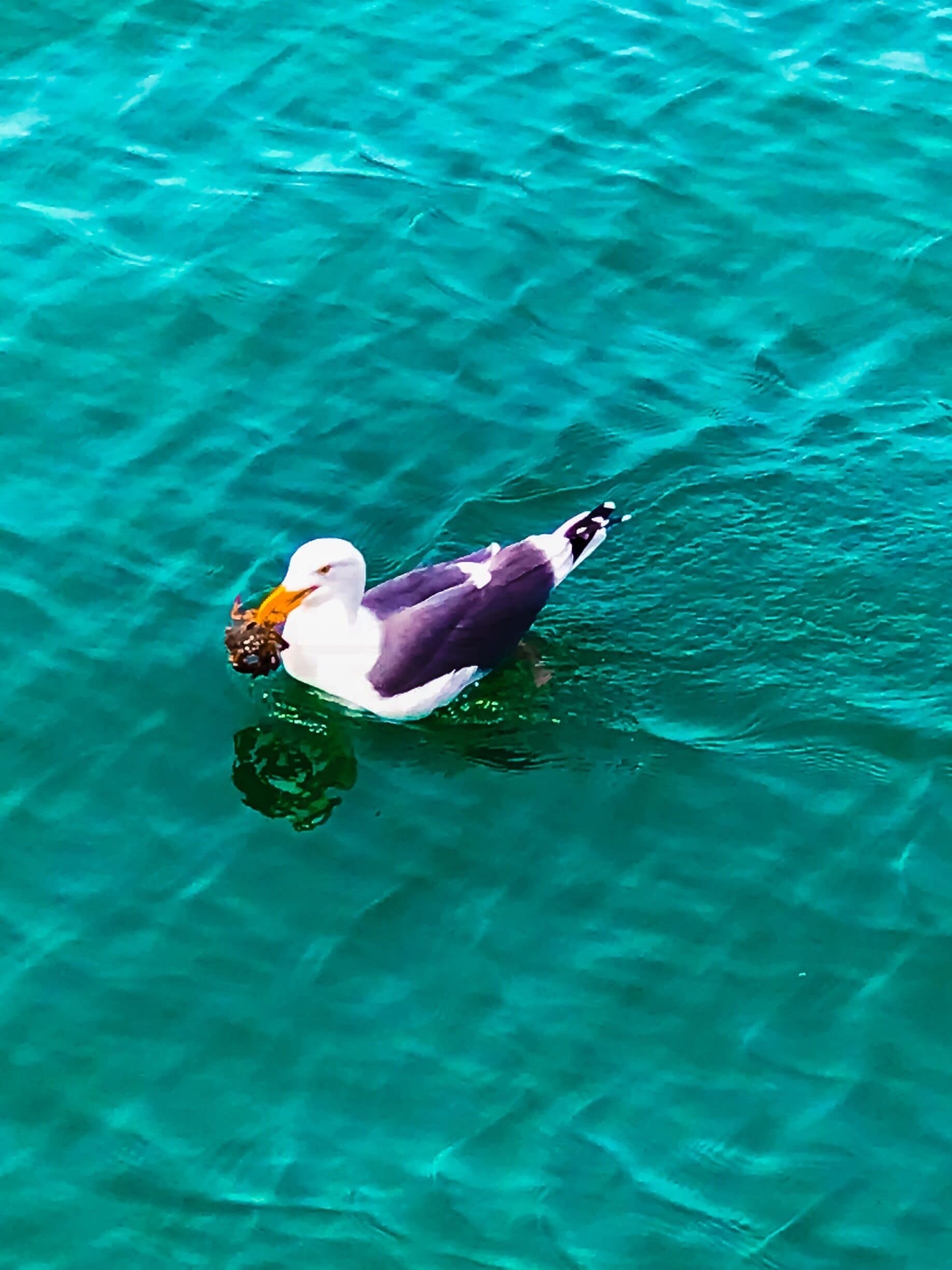 Just some #wildlife catching some dinner in sunny California 🦀🍴📿☀️🌊