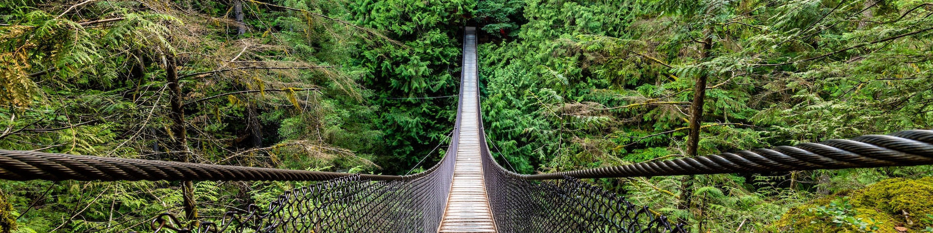Ponte suspensa rodeada por floresta densa.