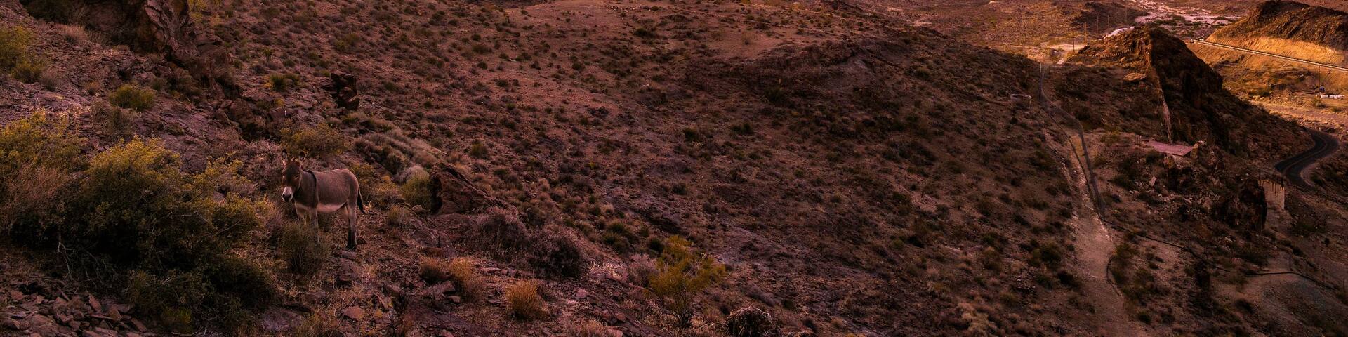 A desert landscape with a donkey, mountains, and a sunset.