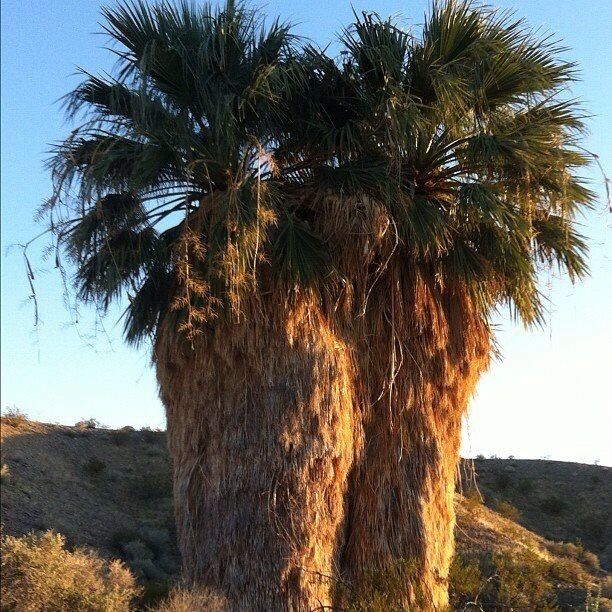 Wild# PalmTrees in an #Isolated Canyon Near Overton