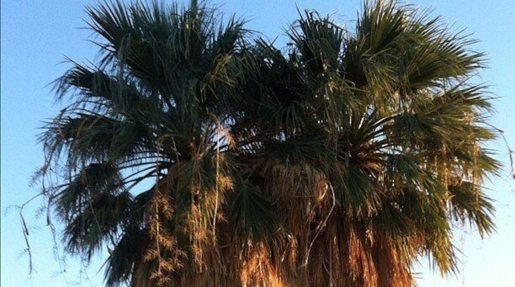 Wild# PalmTrees in an #Isolated Canyon Near Overton