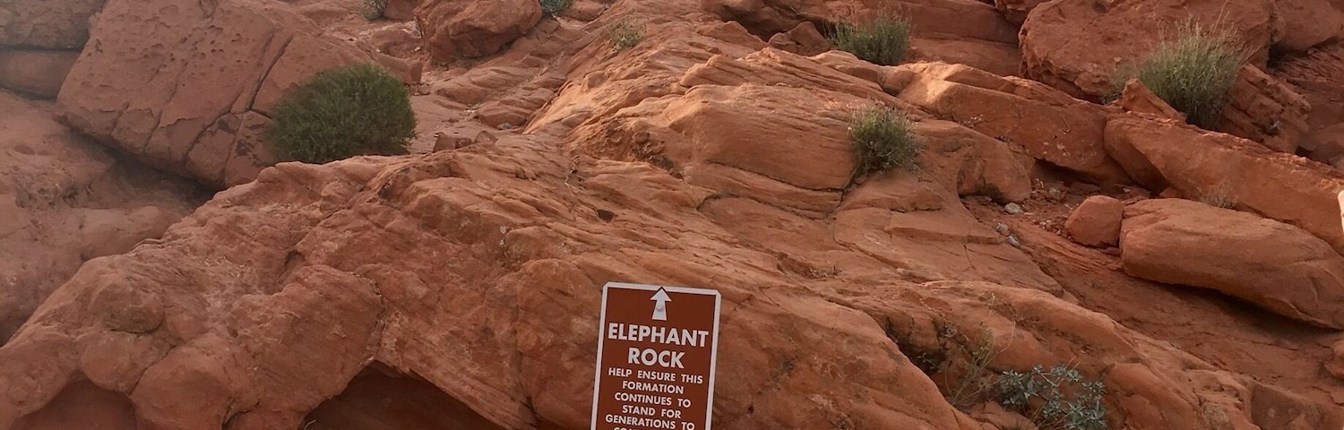 🐘