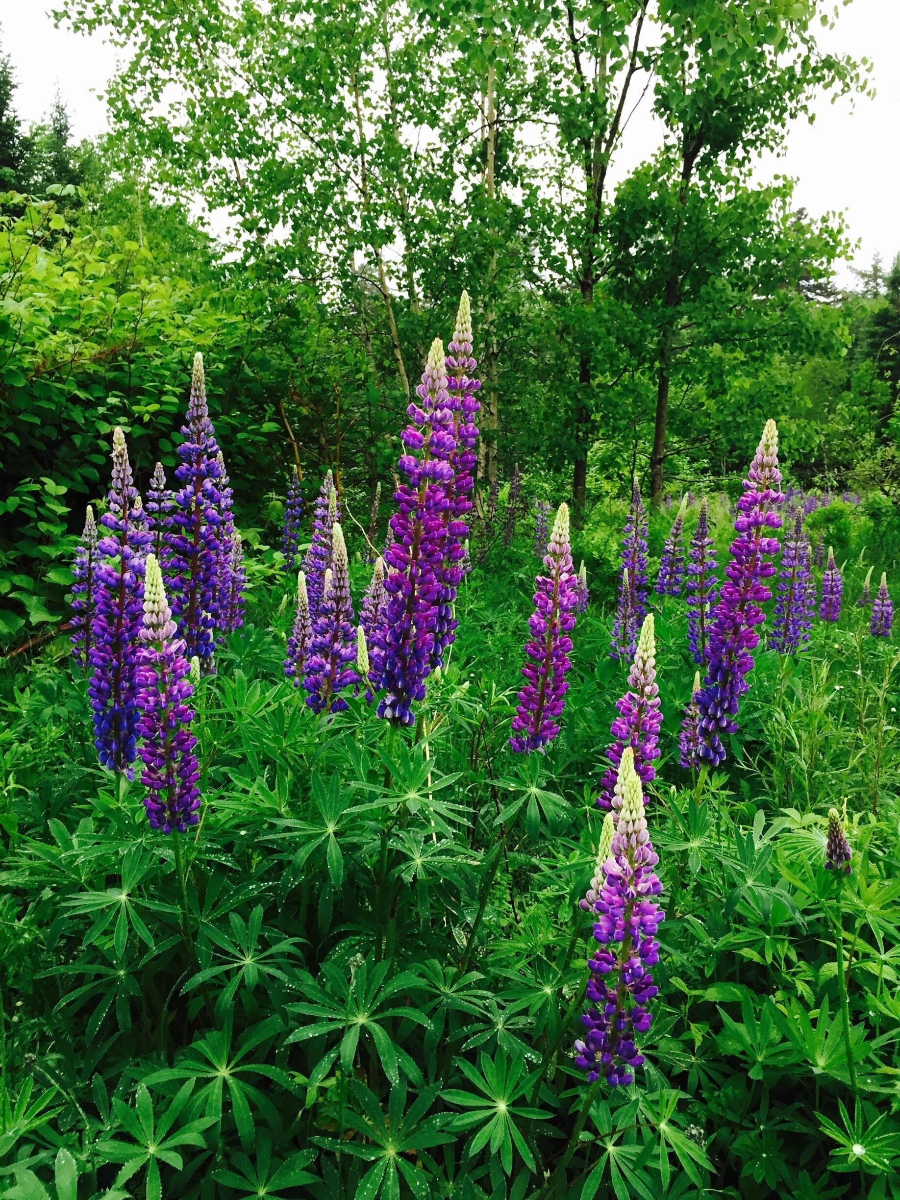 lupine  on Maine seasons 