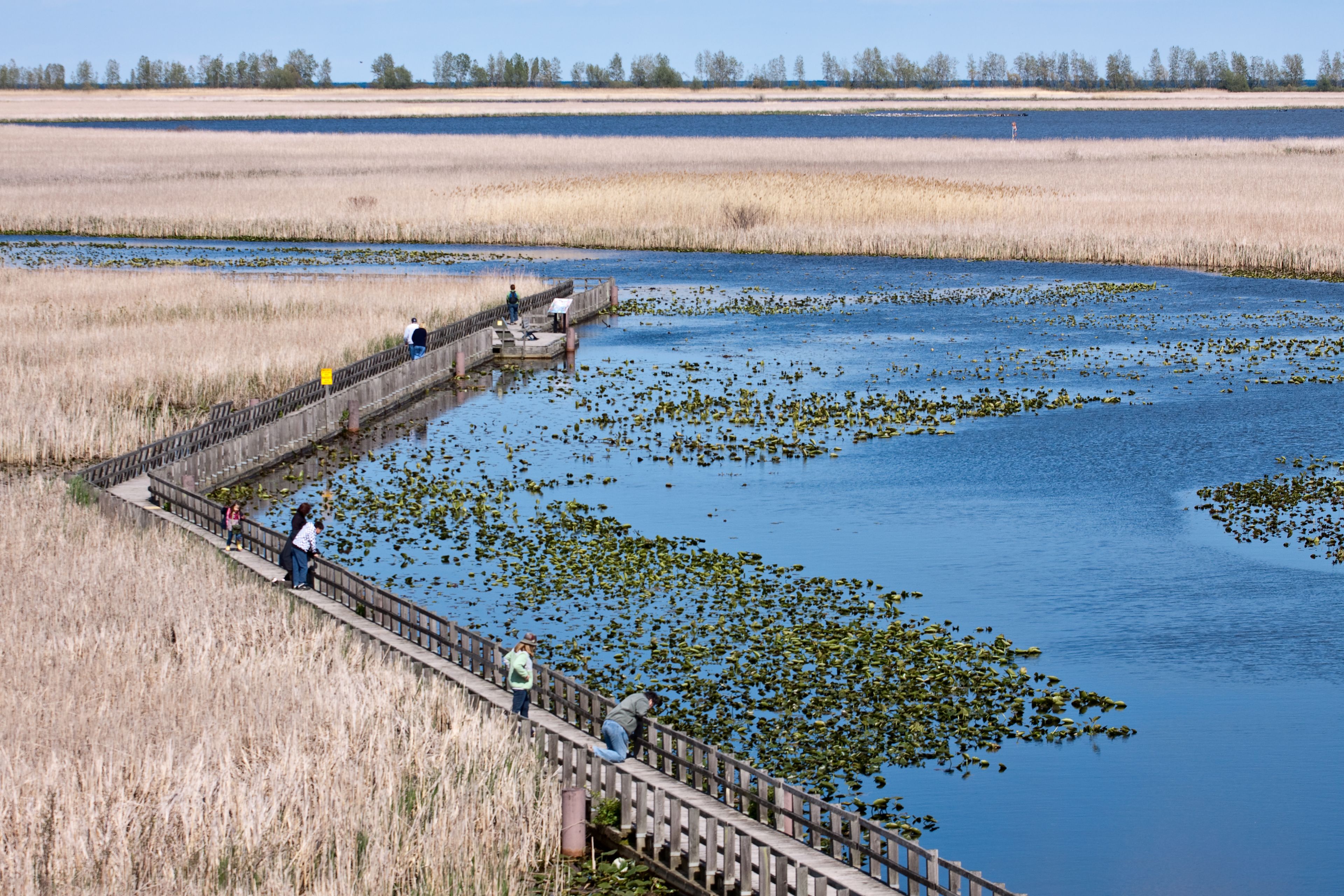 A boardwalk over a marshy area with water and reeds.