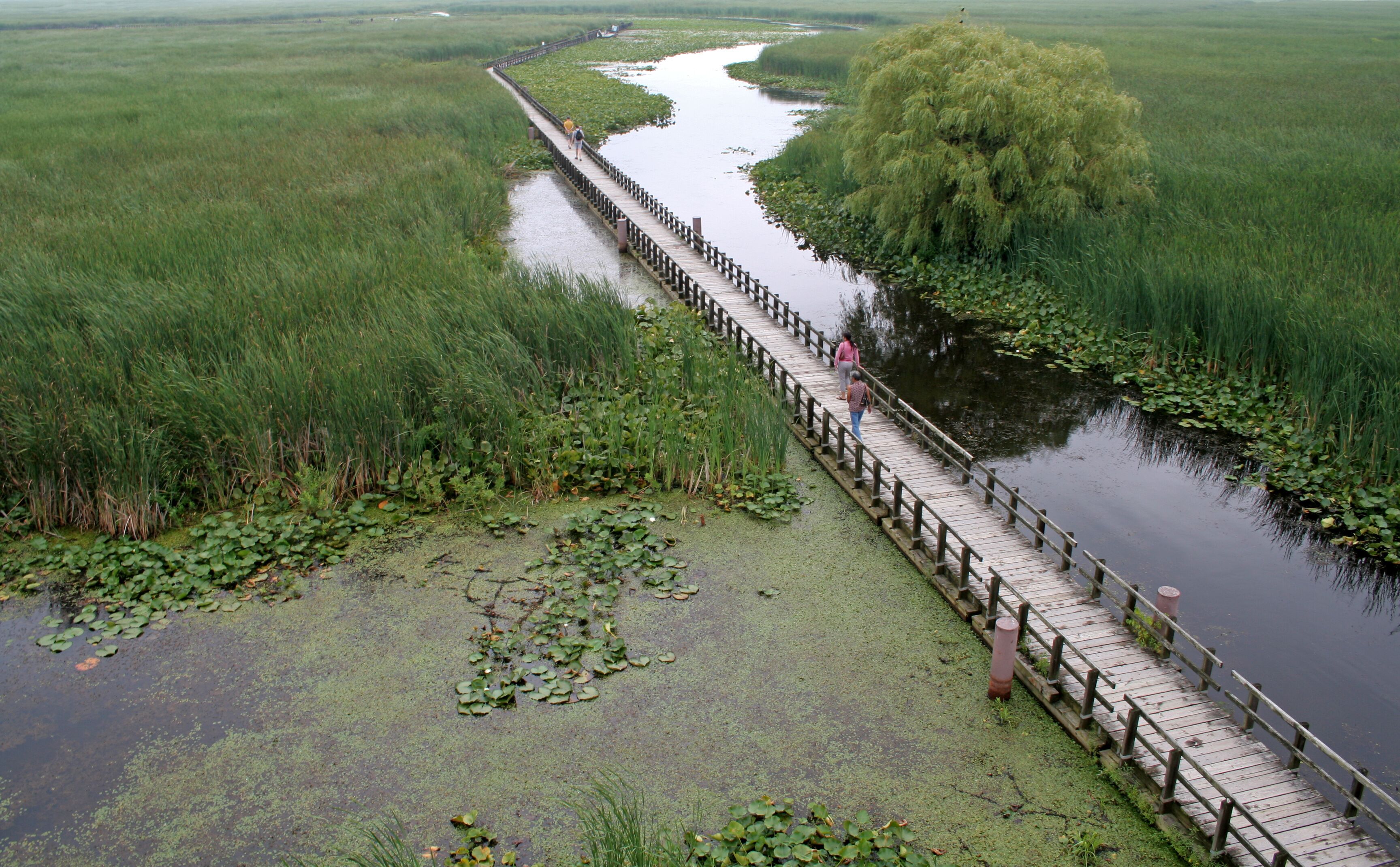 A wooden boardwalk over a river surrounded by lush greenery and water lilies.
