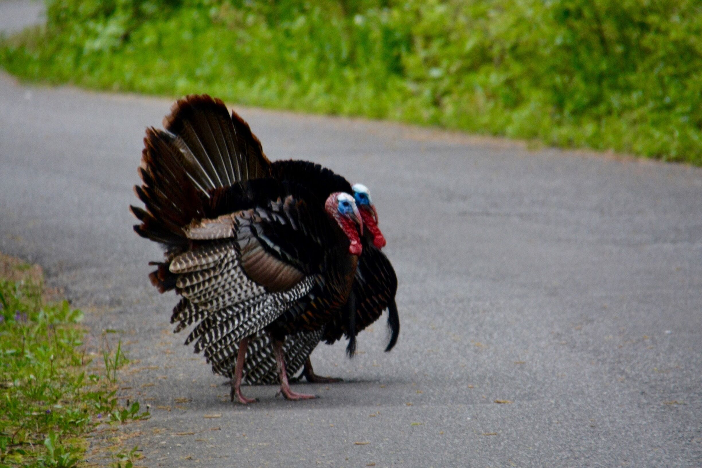 The wild turkeys were certainly on display today. Saw so many of these males showing off for the ladies. 