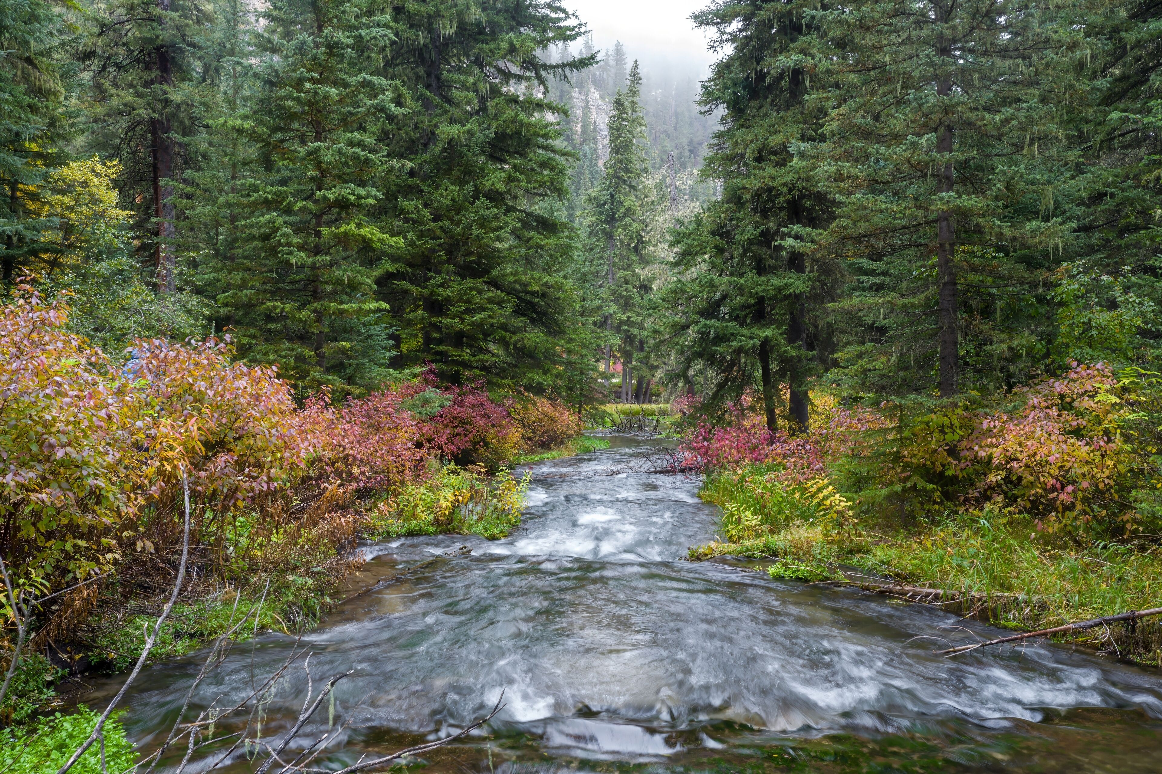 Autumn stream flowing through a misty forest. Colorful foliage lines the banks. Peaceful nature scene. , Lead, South Dakota, USA.