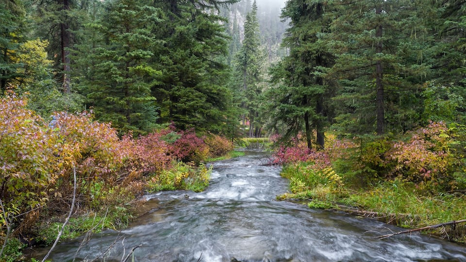 A forest stream surrounded by tall evergreen trees and colorful autumn foliage.