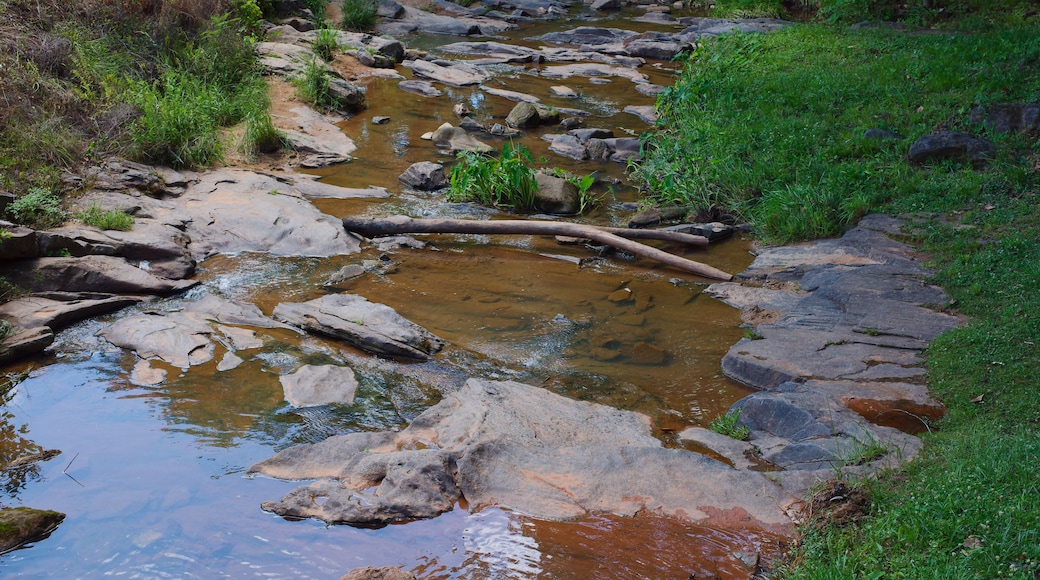 Shallow Rocky Stream Flowing Through Green Grassy Creek Bed in Natural Woodland at Park in Opelika, Alabama , clear brown water, scattered logs and lush vegetation for a peaceful, natural outdoor scen