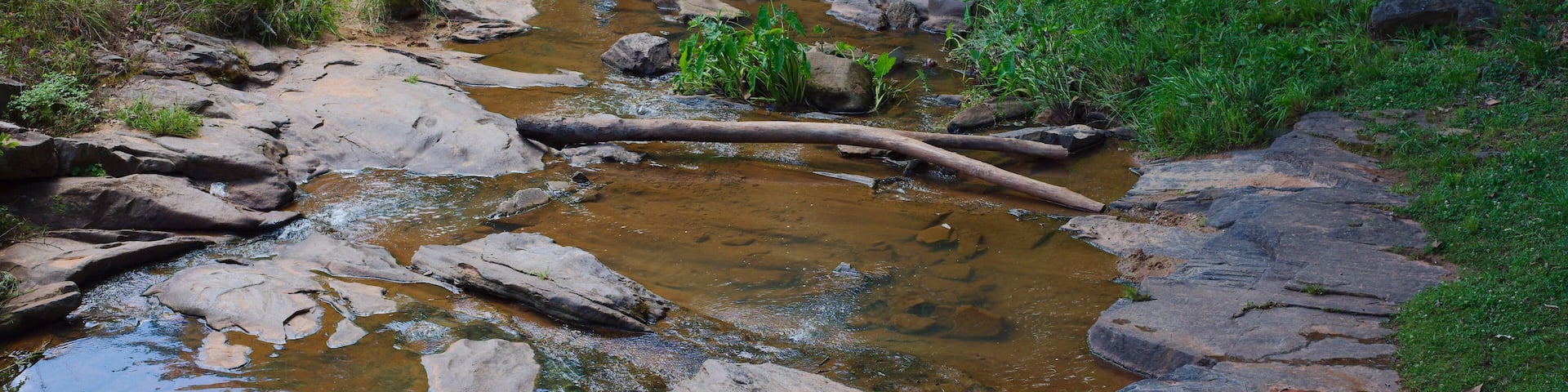 Shallow Rocky Stream Flowing Through Green Grassy Creek Bed in Natural Woodland at Park in Opelika, Alabama , clear brown water, scattered logs and lush vegetation for a peaceful, natural outdoor scen