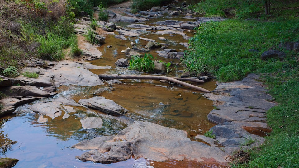 Shallow Rocky Stream Flowing Through Green Grassy Creek Bed in Natural Woodland at Park in Opelika, Alabama , clear brown water, scattered logs and lush vegetation for a peaceful, natural outdoor scen