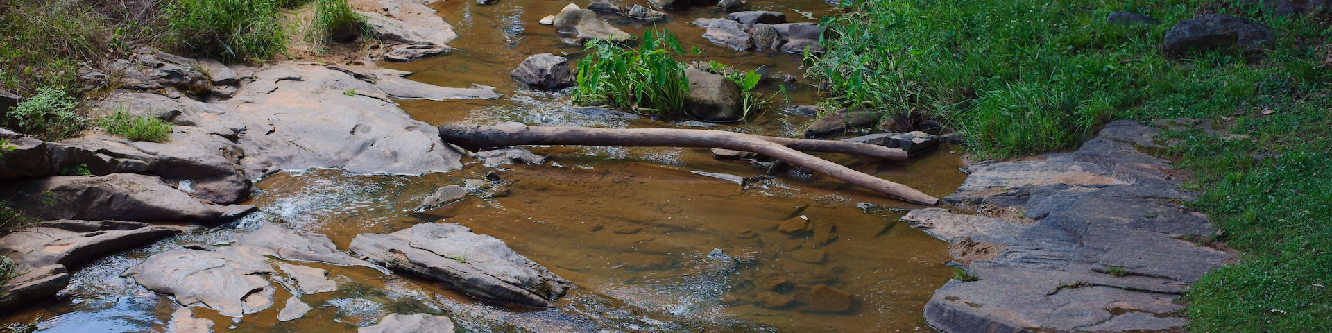 Shallow Rocky Stream Flowing Through Green Grassy Creek Bed in Natural Woodland at Park in Opelika, Alabama , clear brown water, scattered logs and lush vegetation for a peaceful, natural outdoor scen