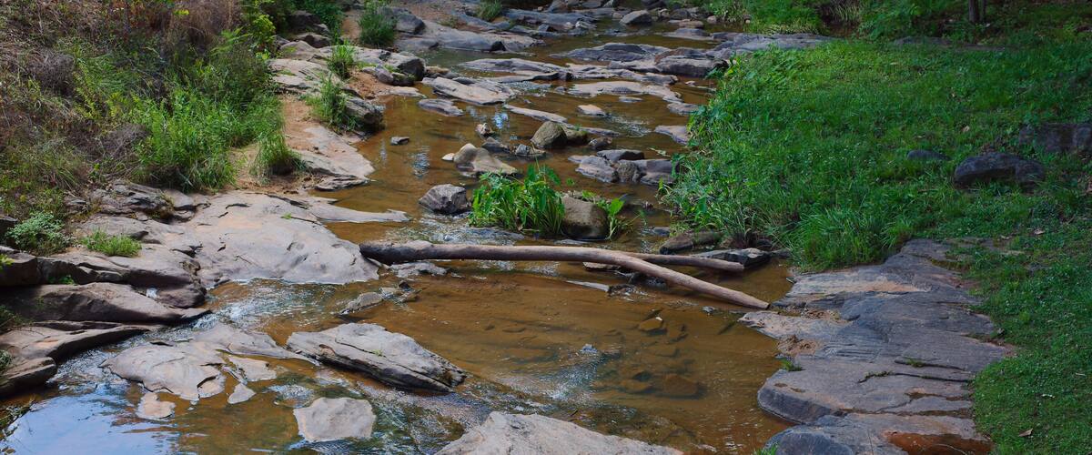 Shallow Rocky Stream Flowing Through Green Grassy Creek Bed in Natural Woodland at Park in Opelika, Alabama , clear brown water, scattered logs and lush vegetation for a peaceful, natural outdoor scen