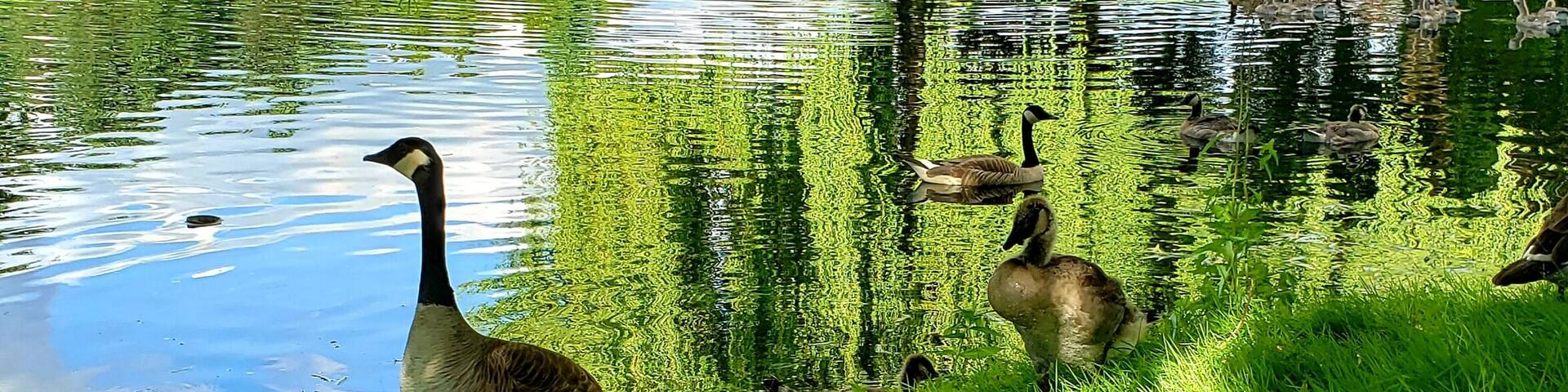 Relaxing Vibe
Momma Goose and her goslings out for a stroll around the pond.
This lovely executive golf course teems with a variety of bird life. Ducks, geese, swans, herons and others can be seen on most days. The course is always a joy to play.